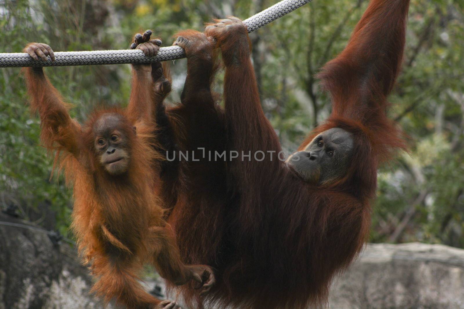 Mother and baby orangutan hang from ropes