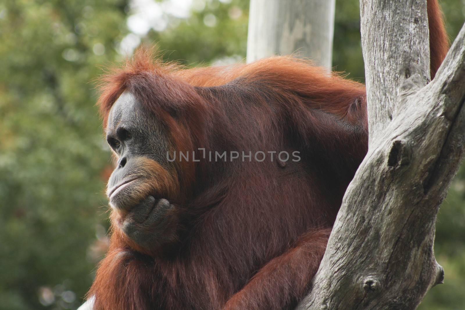 Orangutan staring into space