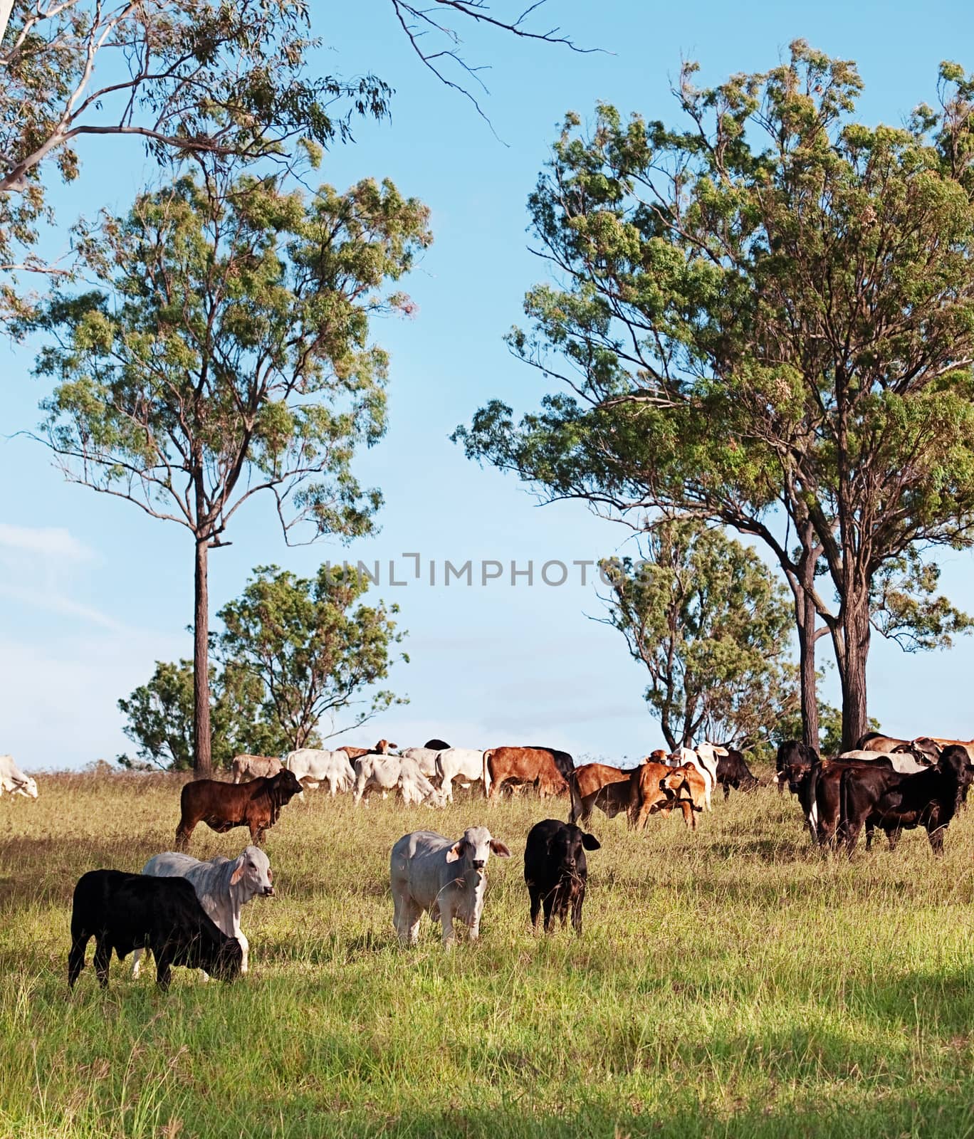 Herd of beef cattle by sherj