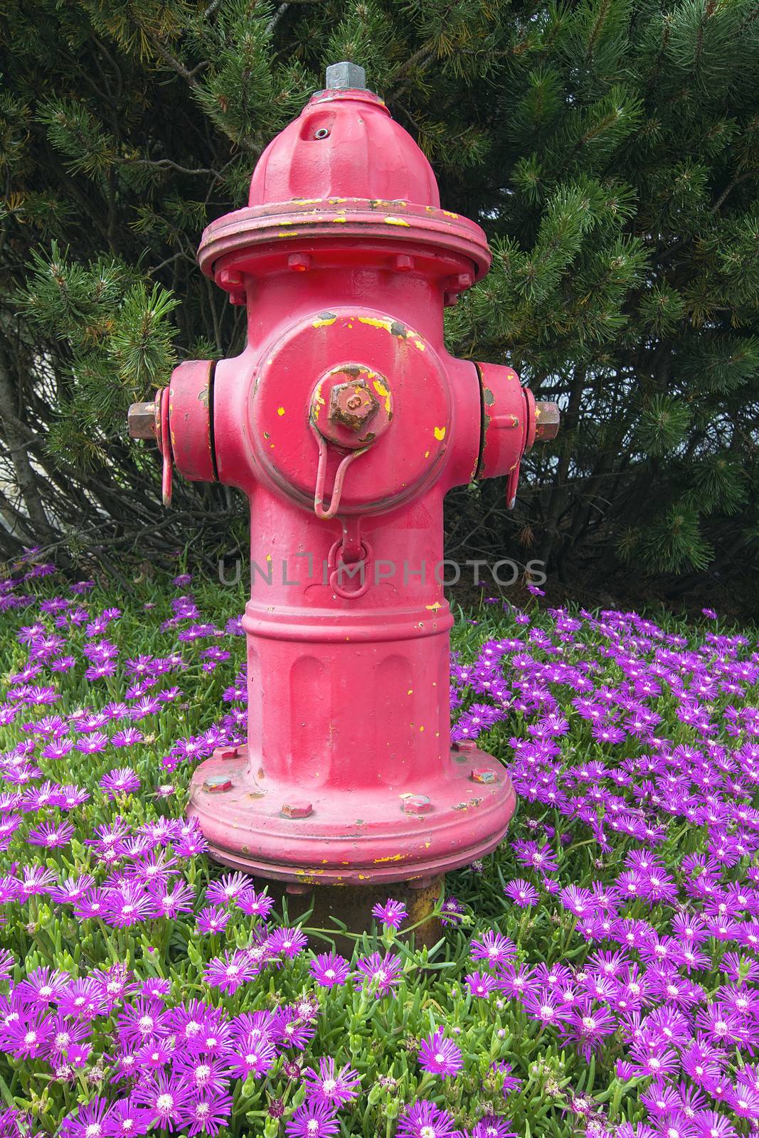 Red Fire hydrant on Bed of Creeping Ice Succulent Plant with Pink Flowers