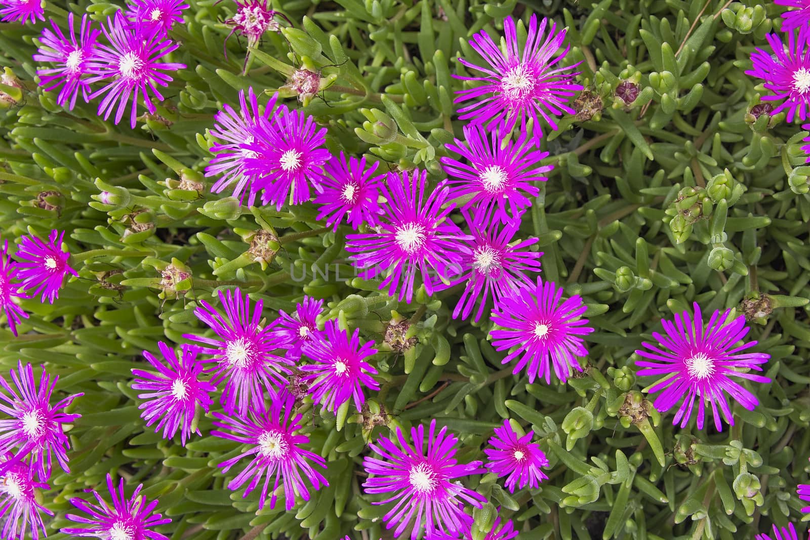 Creeping Shrubby Succulent Ice Plant with Pink Flowers Closeup