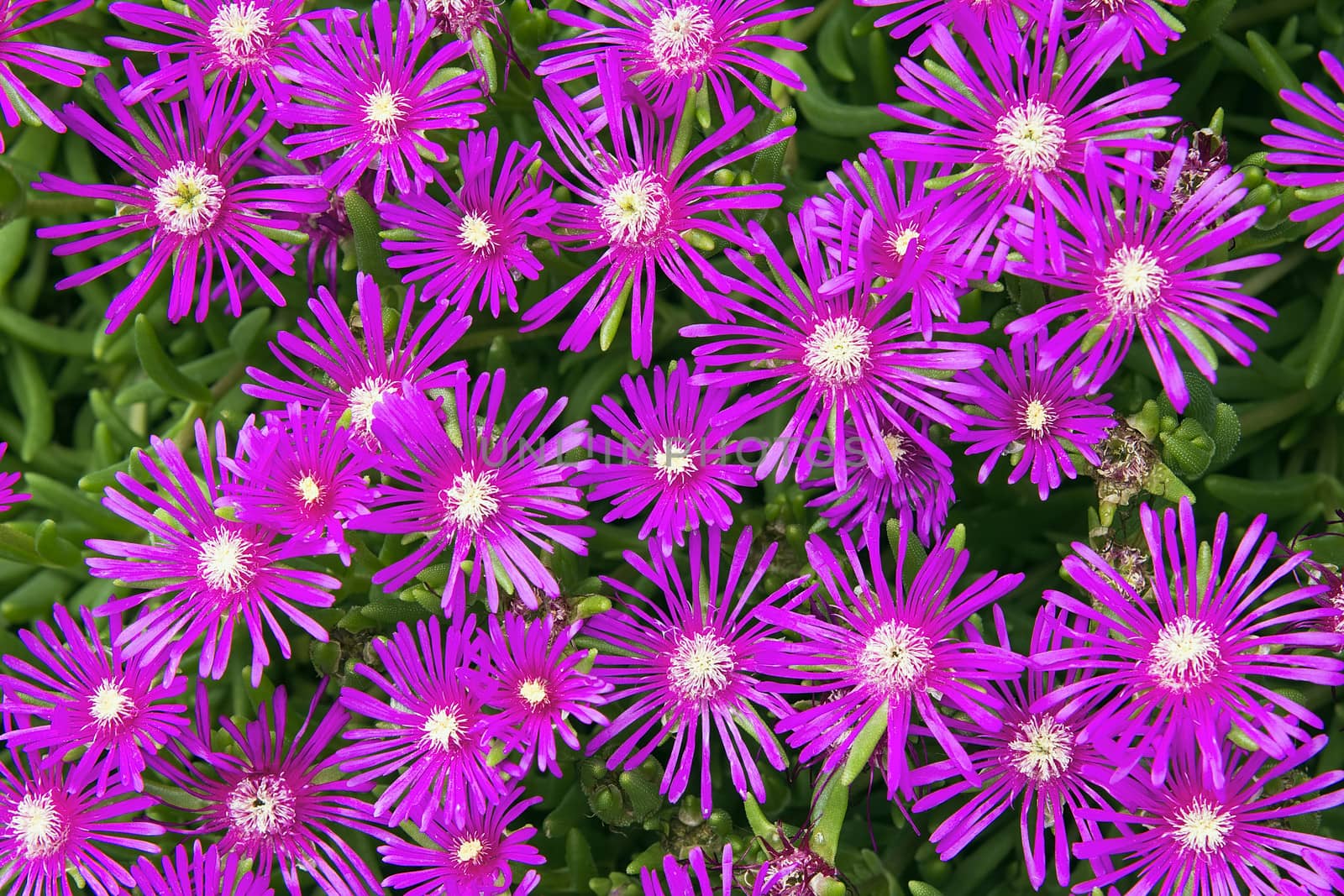 Creeping Shrubby Succulent Ice Plant with Pink Flowers Closeup Macro