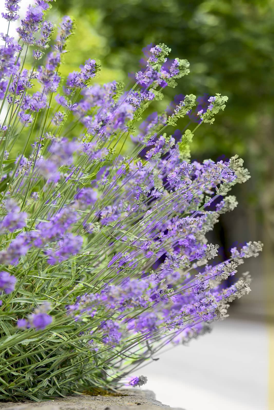 Purple Lavender Flowers Plant with Shallow Depth of Field