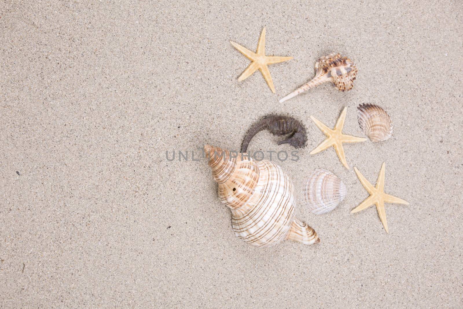 starfish and shells on the beach, vacation memories  by senkaya