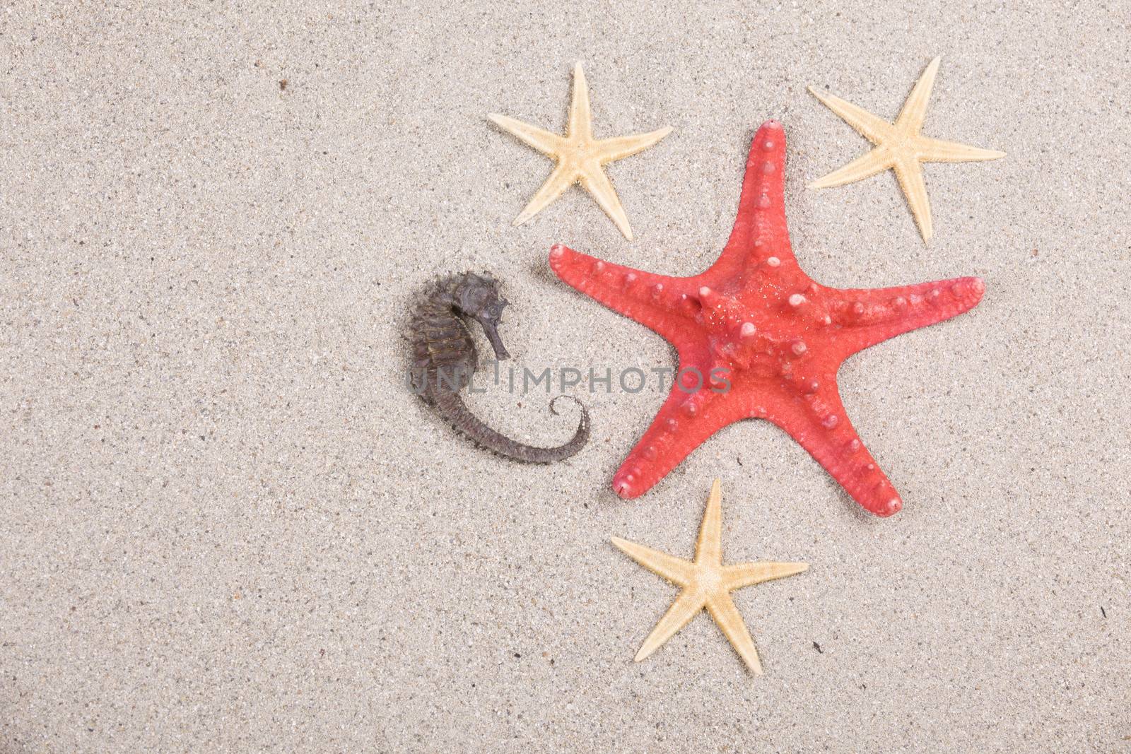 starfish and shells on the beach, vacation memories  by senkaya