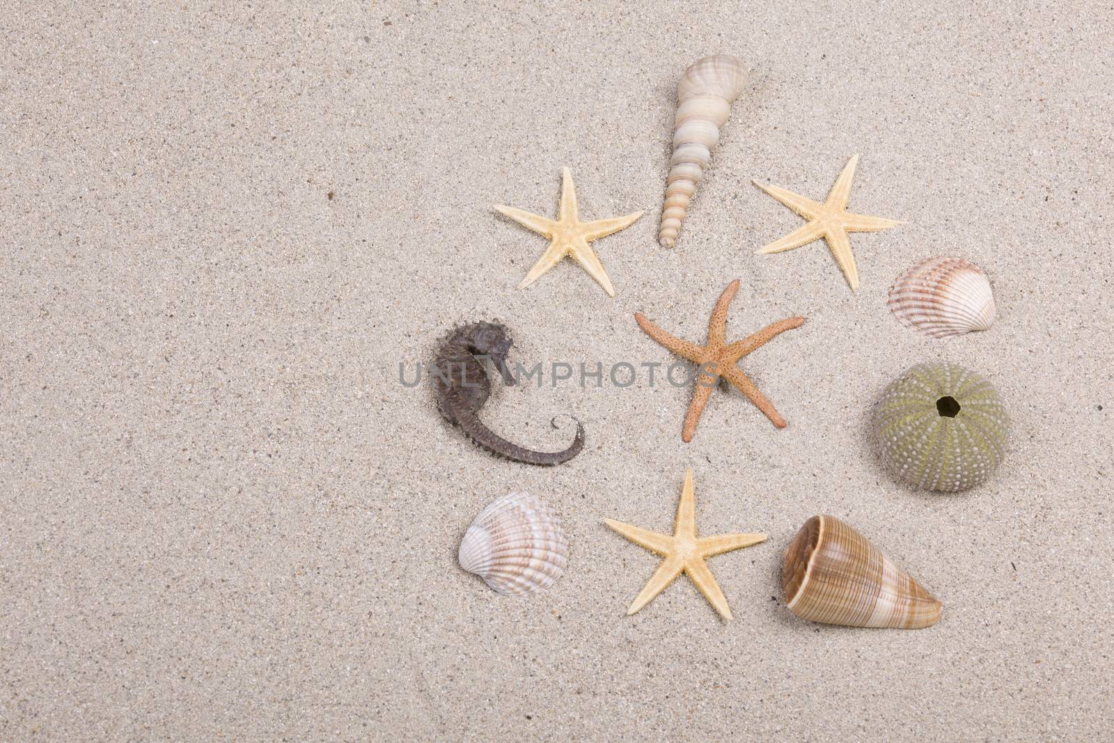 starfish and shells on the beach, vacation memories  by senkaya