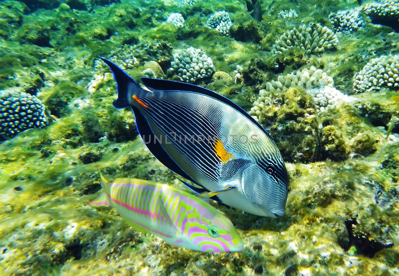 Arabian surgeonfish and klunzinger's wrasse fish underwater by RawGroup