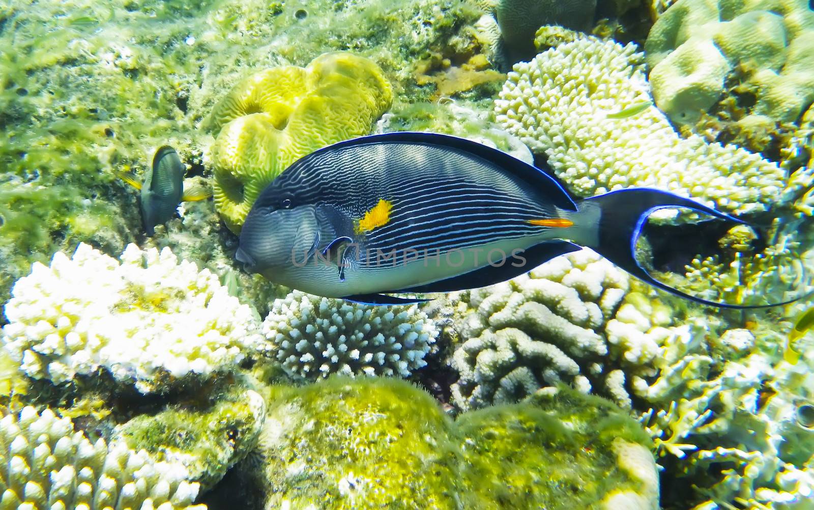 Arabian surgeonfish underwater red sea