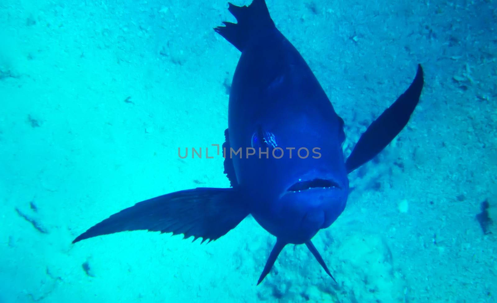 Black fish underwater red sea