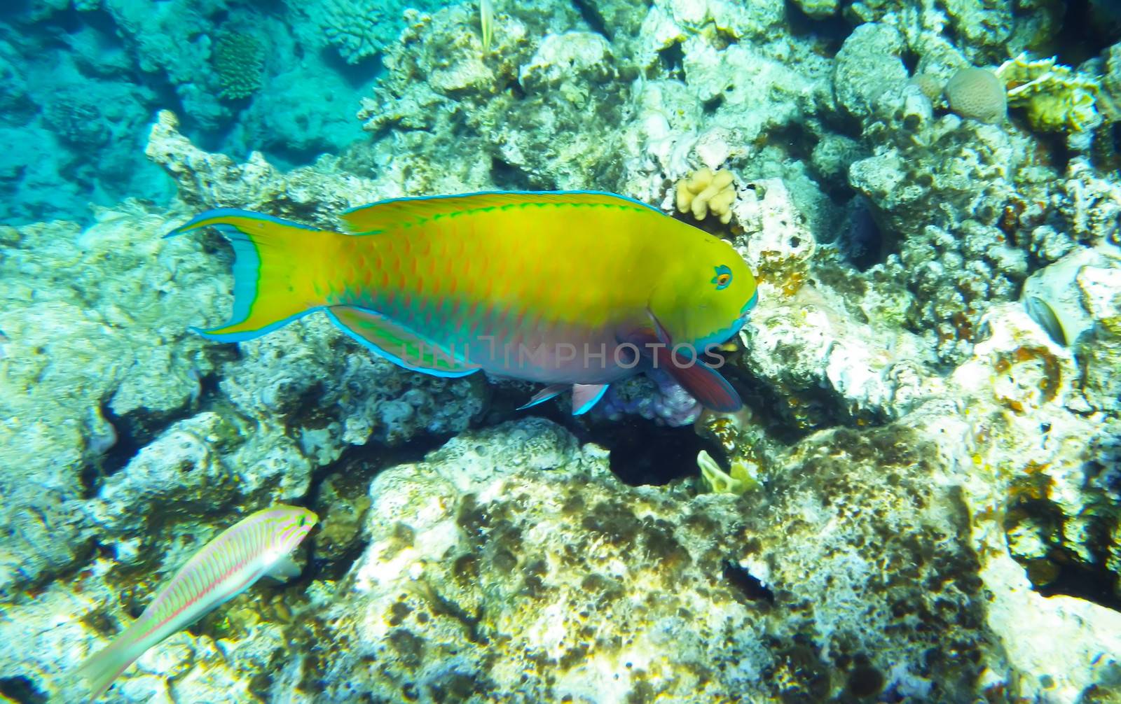 Blue tang surgeon fish underwater red sea