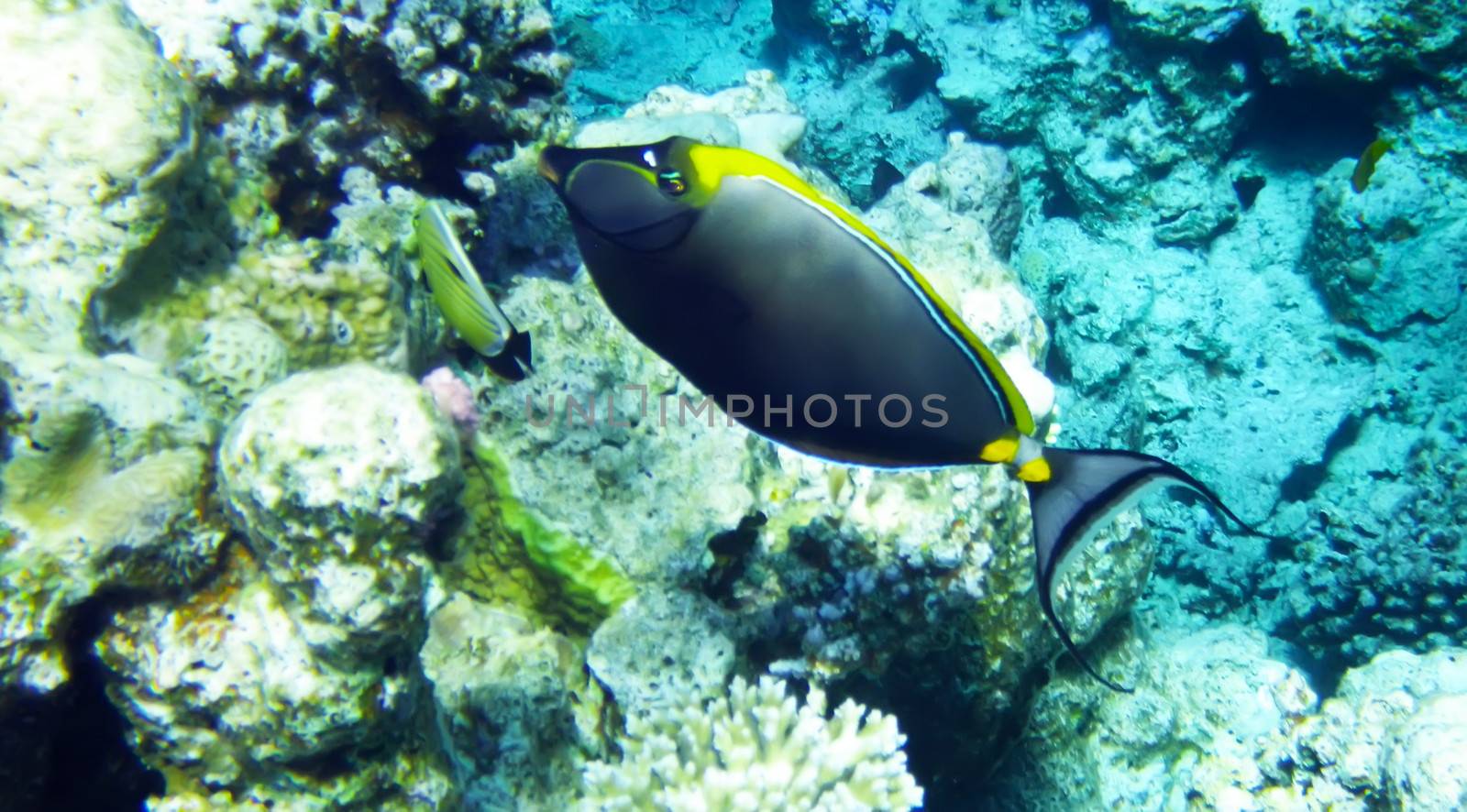 Orangespine unicorn fish underwater red sea