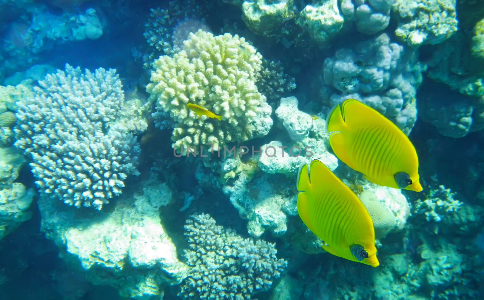 Pair of Racoon butterfly fish underwater red sea