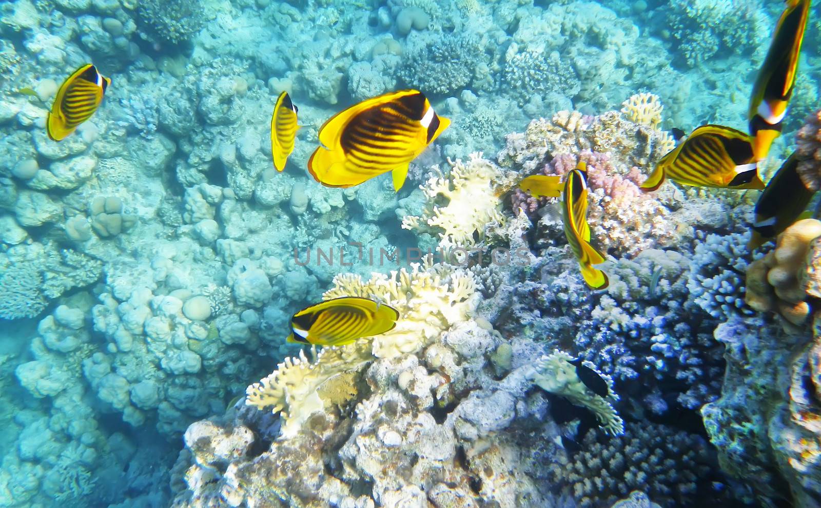 Racoon butterfly fish underwater coral reef