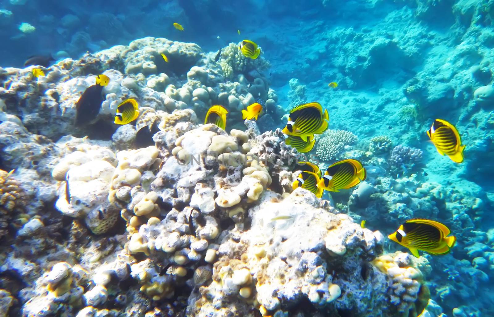 Racoon butterfly fish underwater red sea