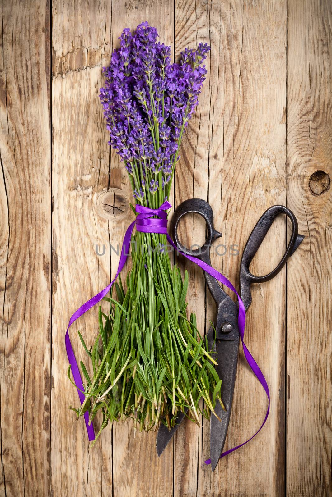 Lavender Flowers by bozena_fulawka