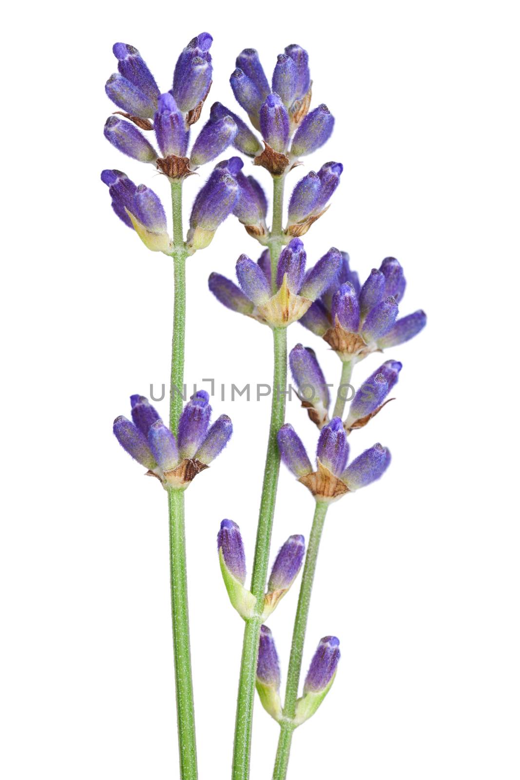 Lavender flowers isolated on white background. Macro shot