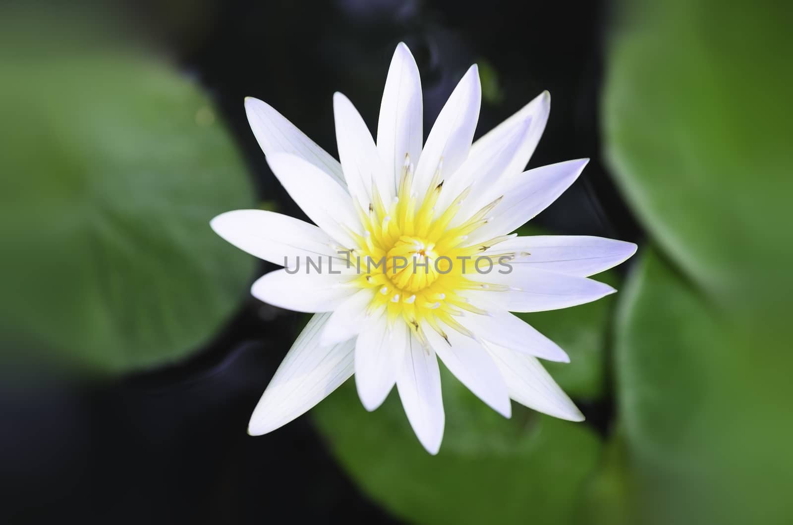 White lotus and green leaves in the pond