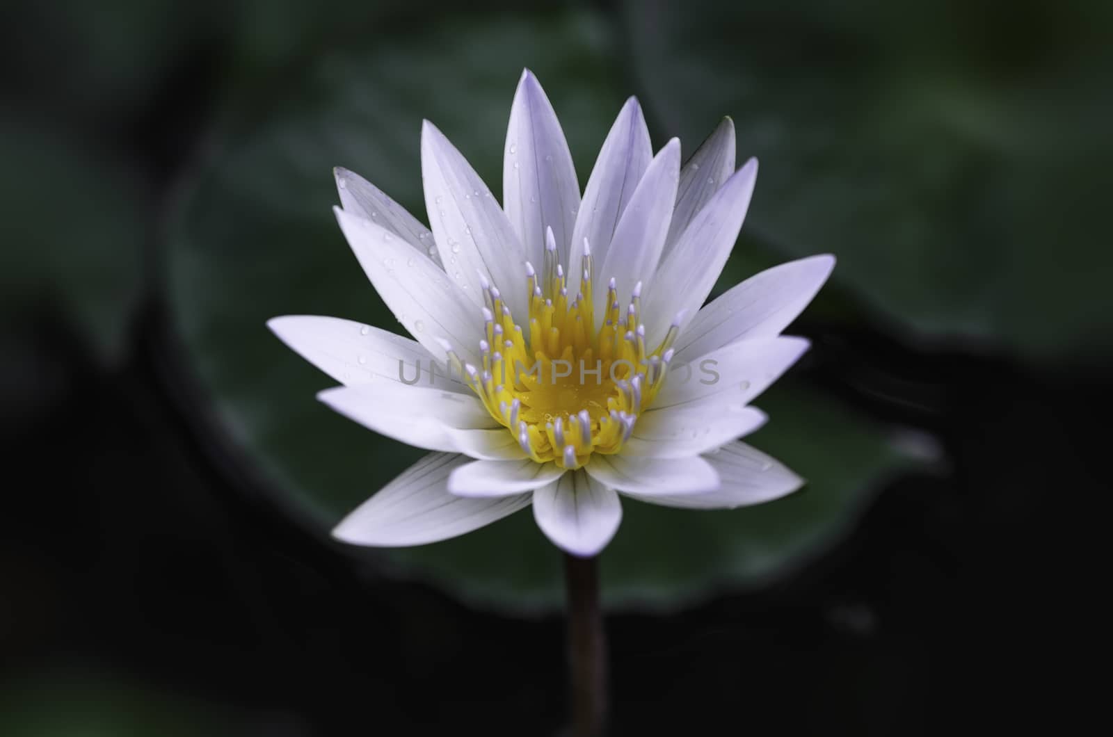 White lotus and green leaves in the pond