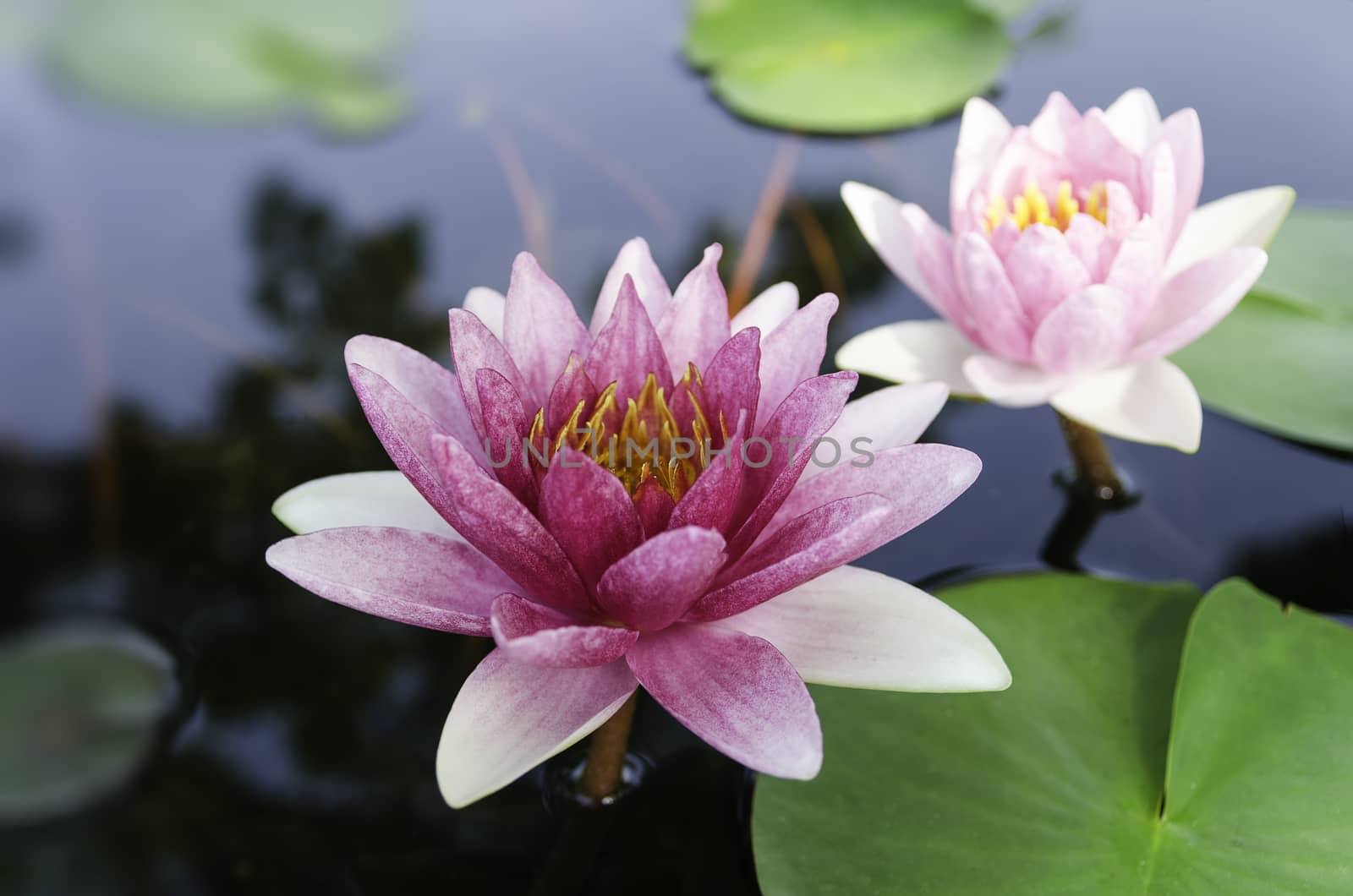 violet lotus and green leaves in the pond