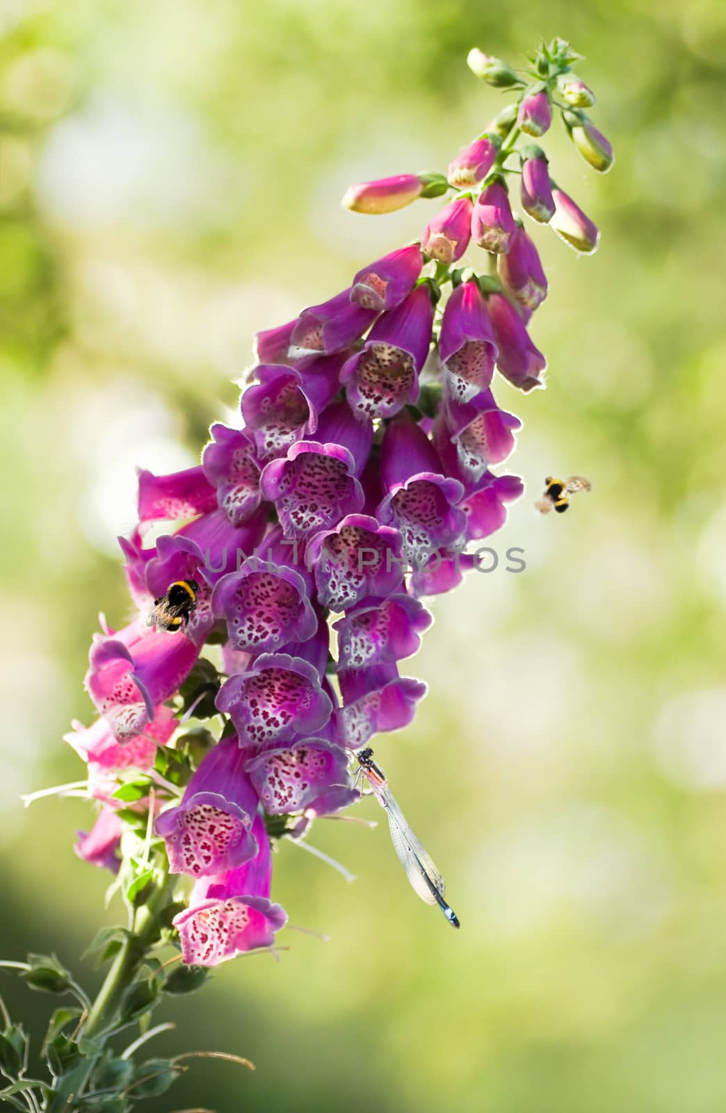 Purple foxglove or Digitalis purpurea flowers  in eveningsun light with bumble bees and damselfly