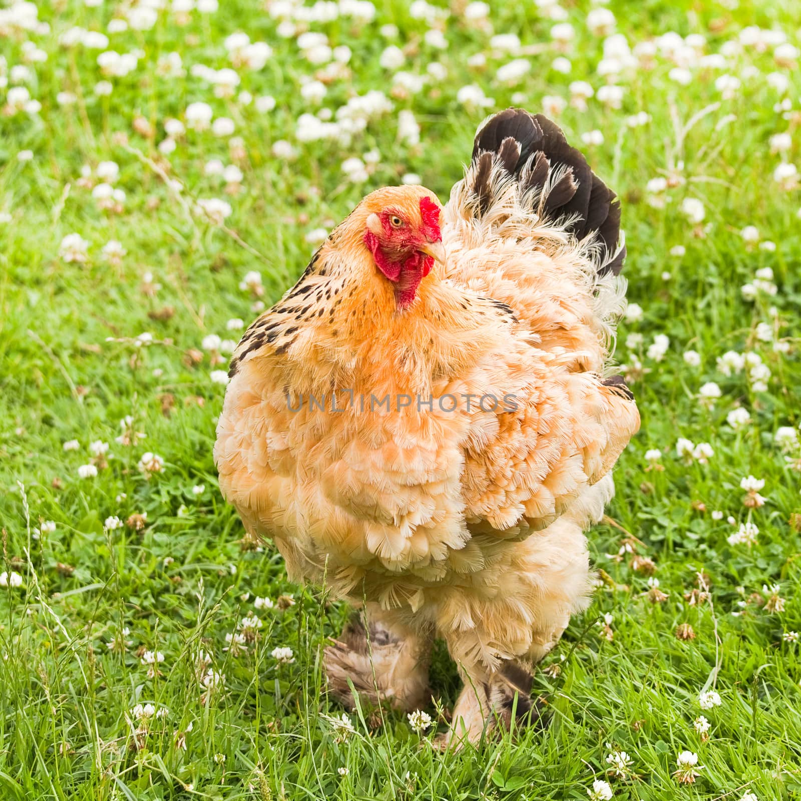 Decorative chicken in field with clover flowers by Colette
