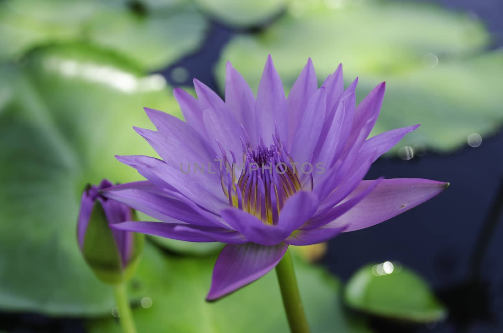 violet lotus and green leaves in the pond