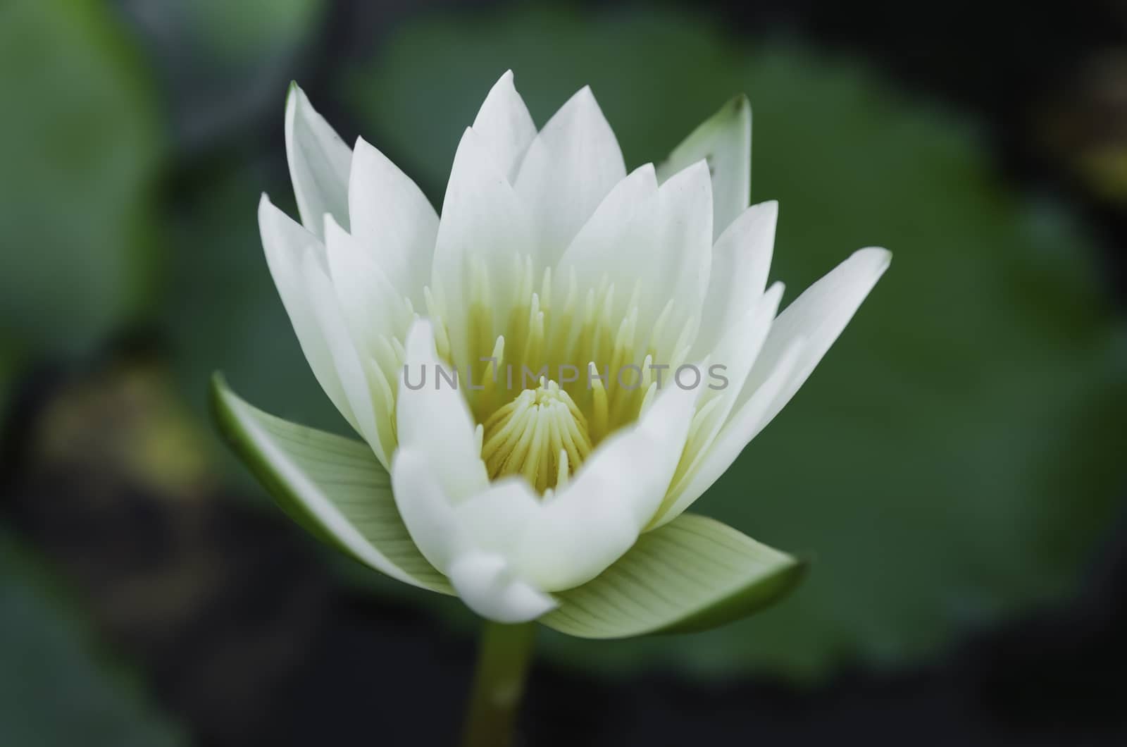 White lotus and green leaves in the pond