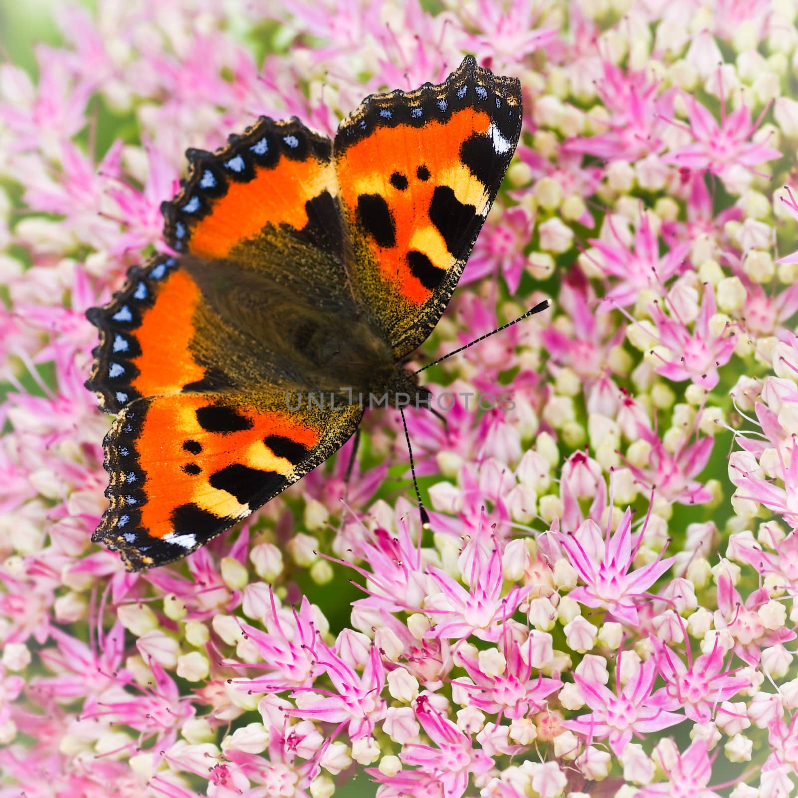 Small tortoiseshell butterfly or Aglais urticae on Sedum flowers in late summer - square