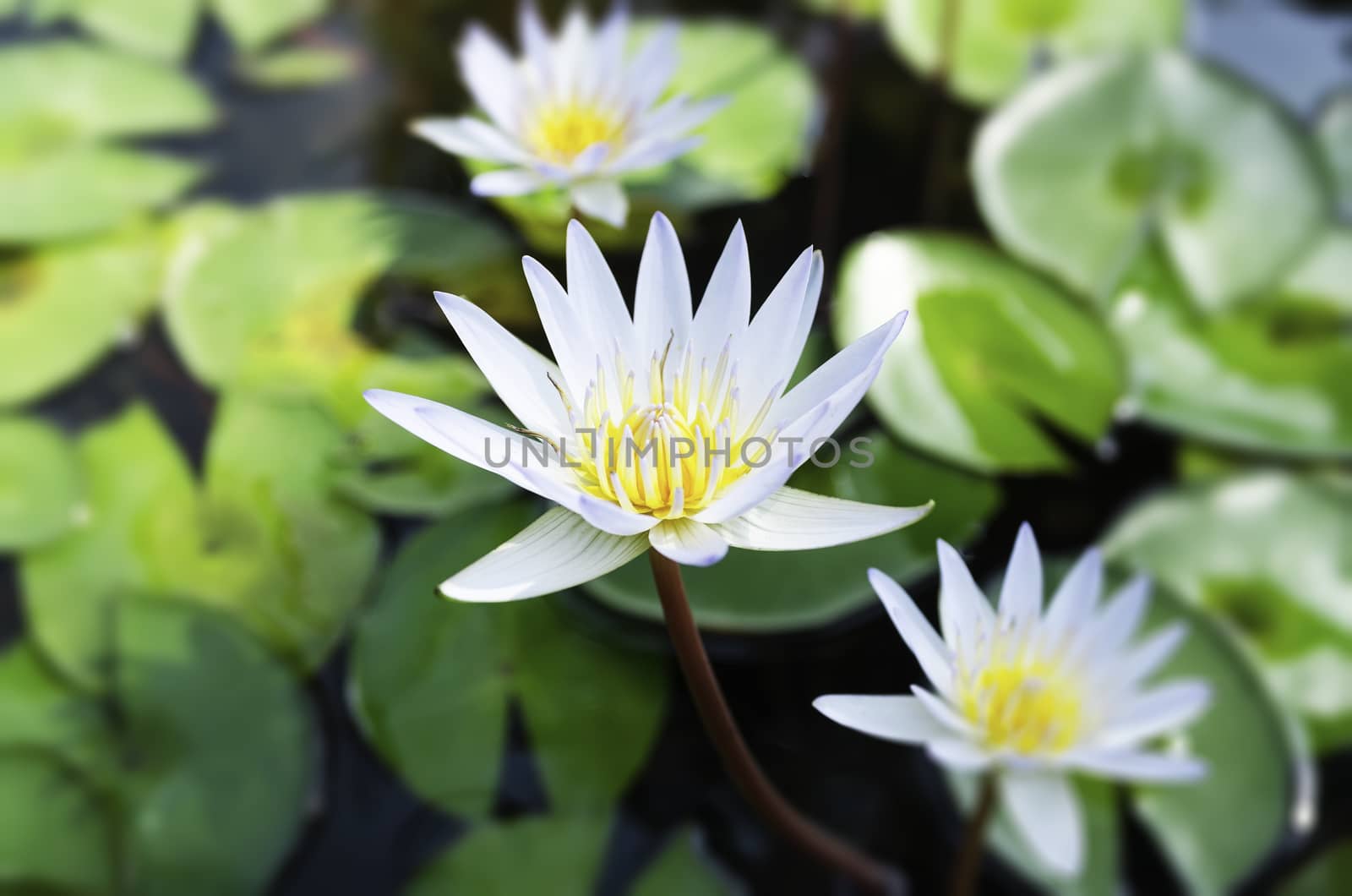 White lotus and green leaves in the pond