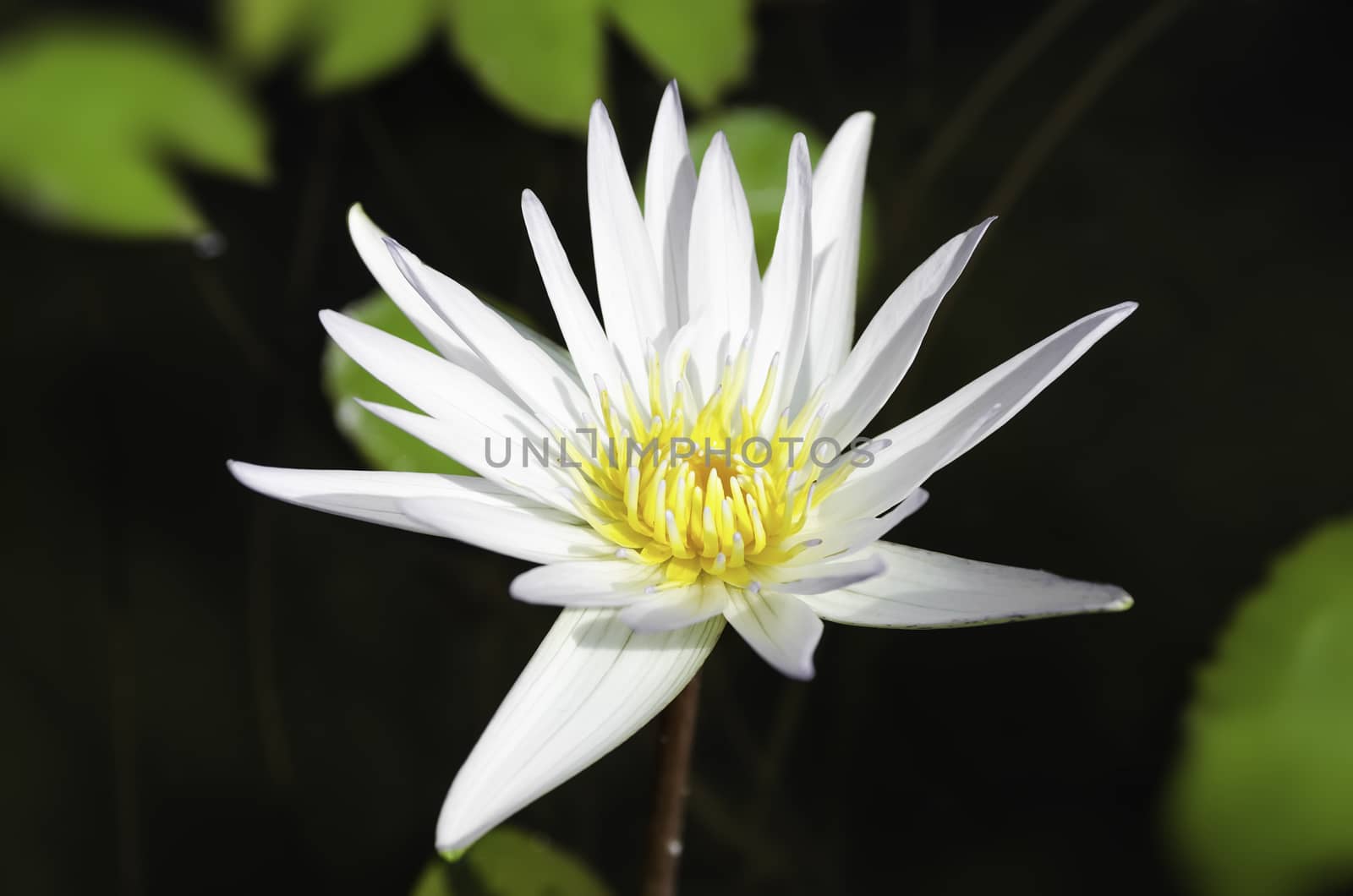 White lotus and green leaves in the pond