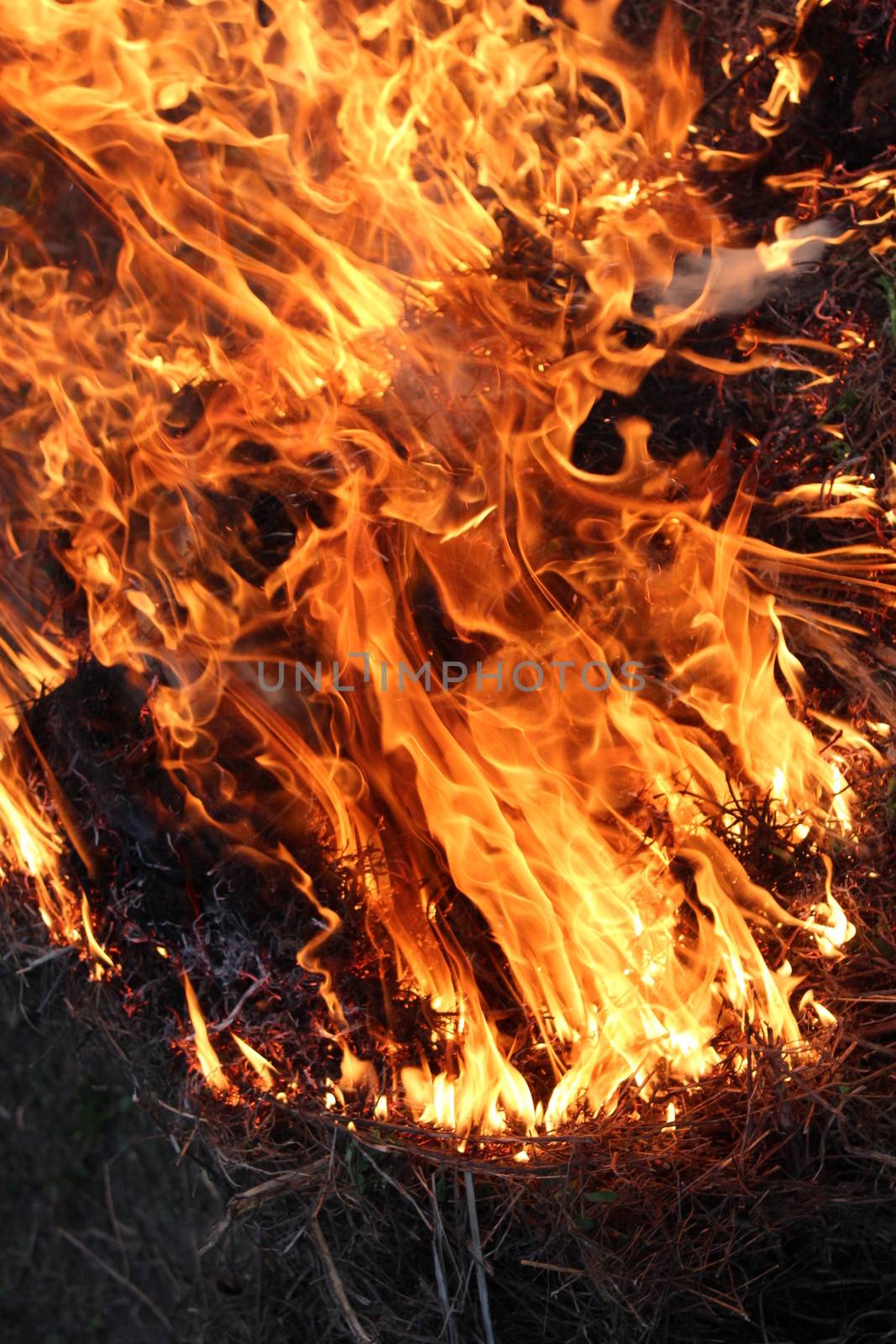 body of flame inflaming in a forest