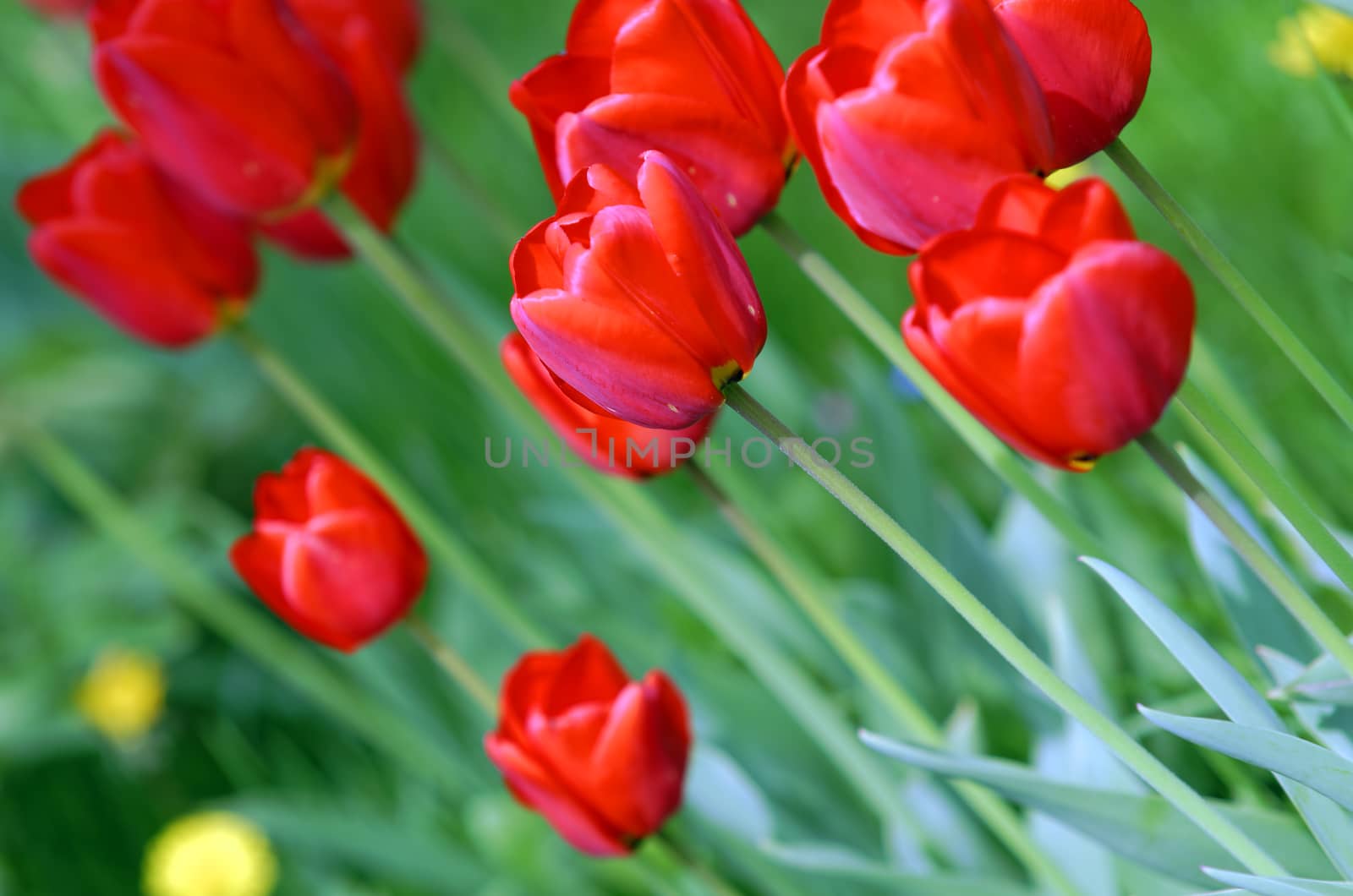 Red tulip by gufoto
