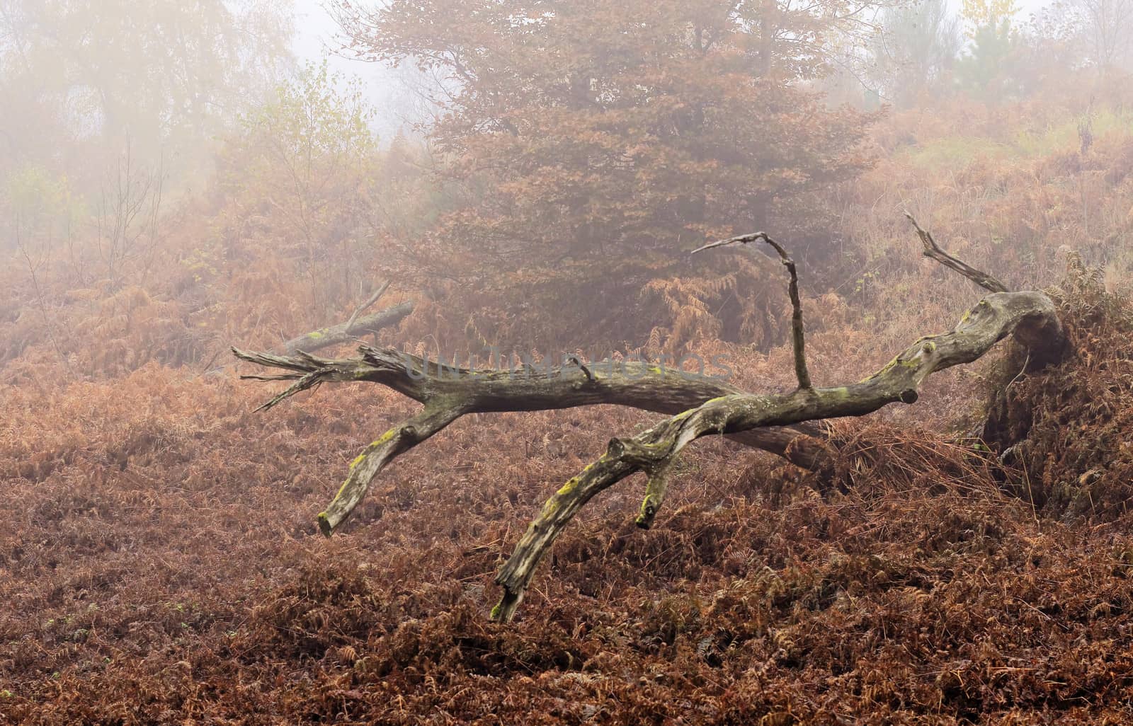 dead tree in the forest