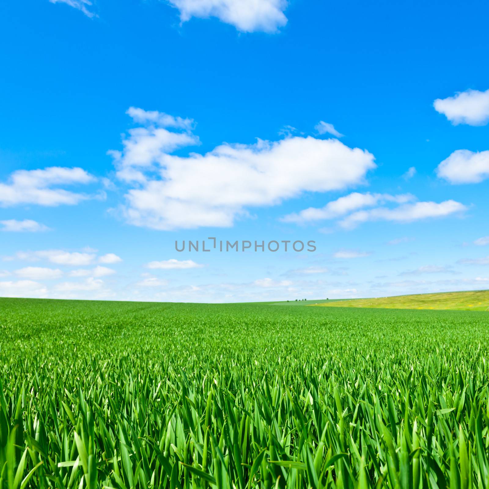 Summer landscape with green grass and blue sky