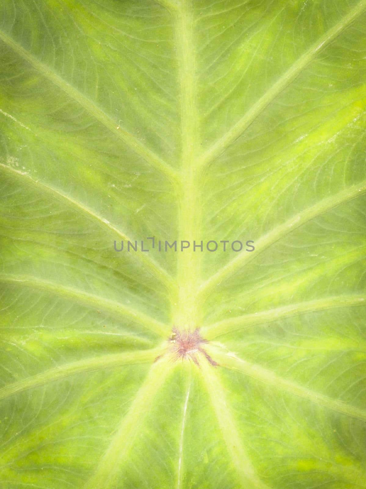 This texture background green leaf. by ngungfoto