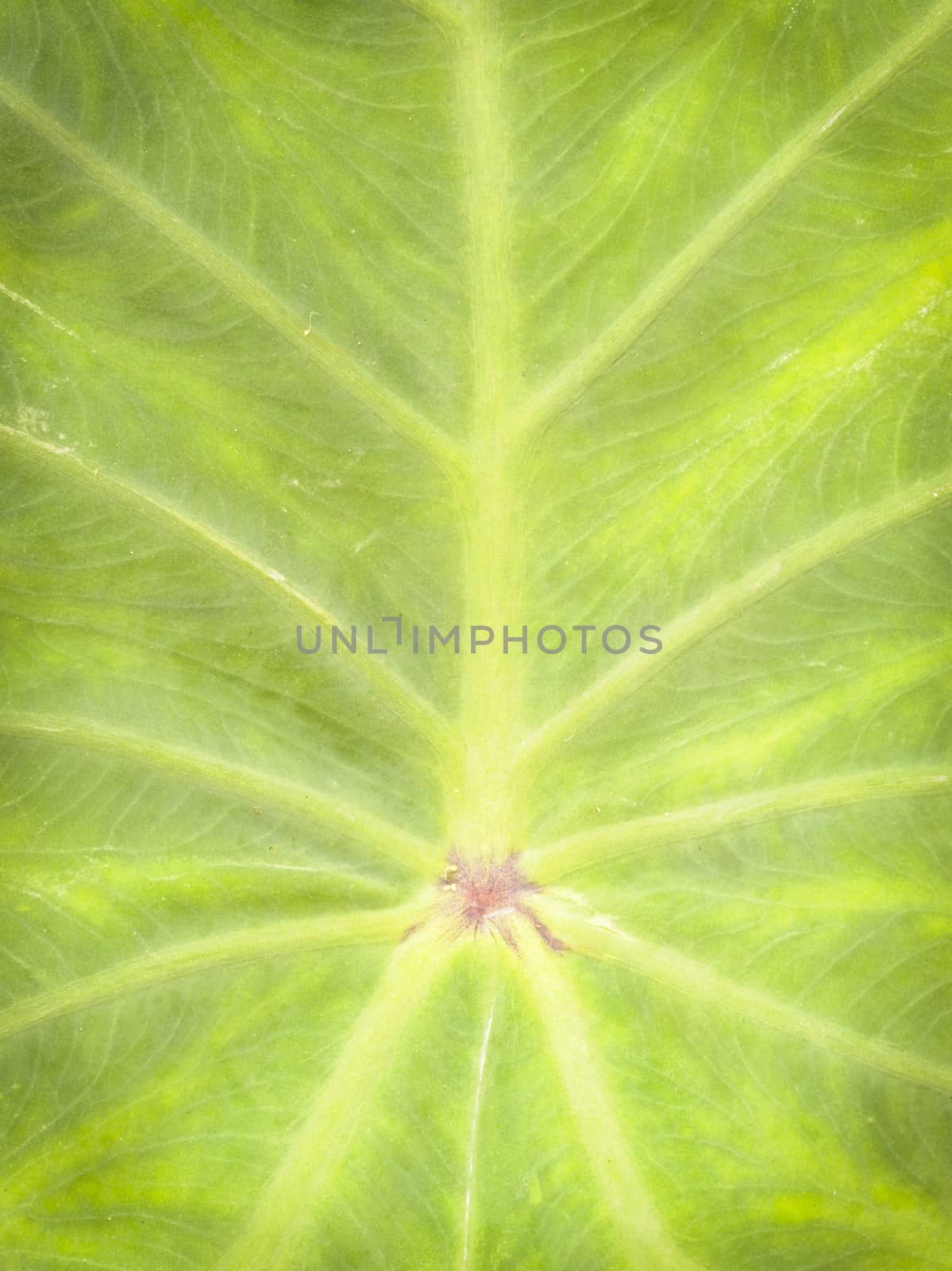 This texture background big green leaf.