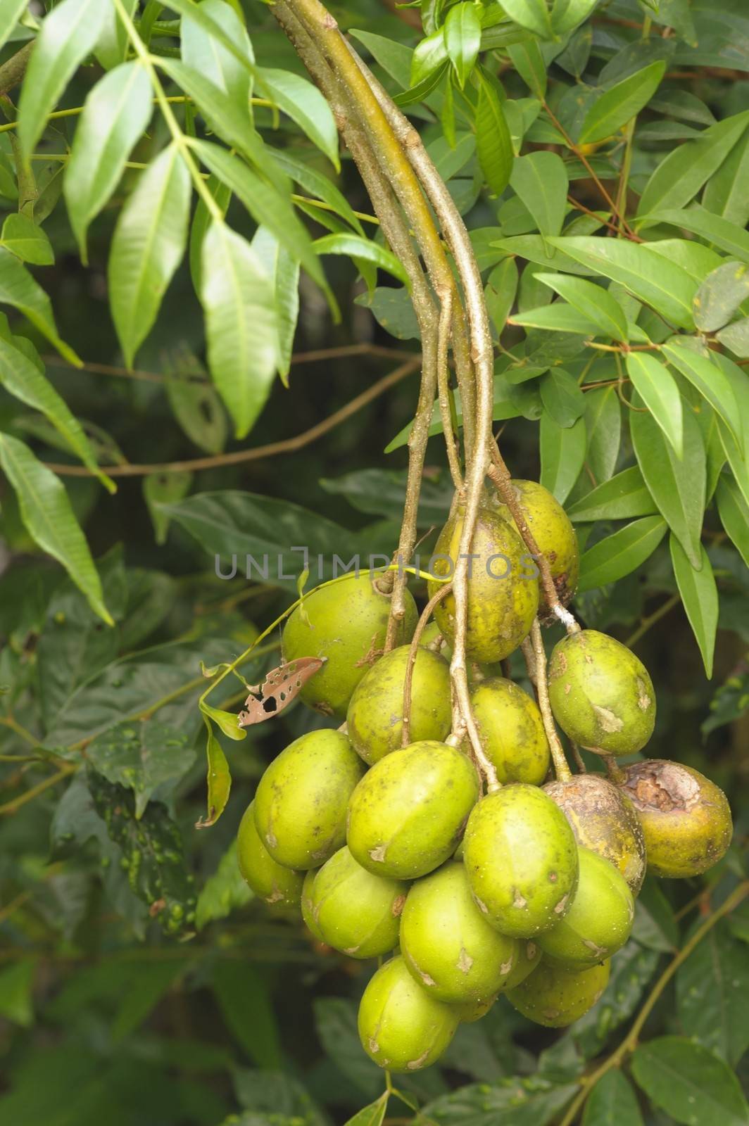 Organic green Olives on tree.Scientific name: Elaeocarpus hygrophilus Kurz Thai fruits.