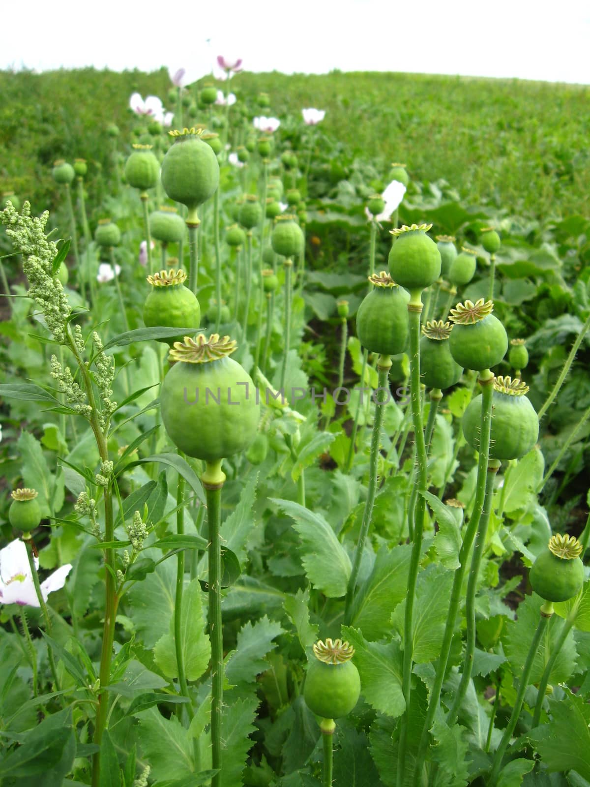 image of the green heads of the poppy