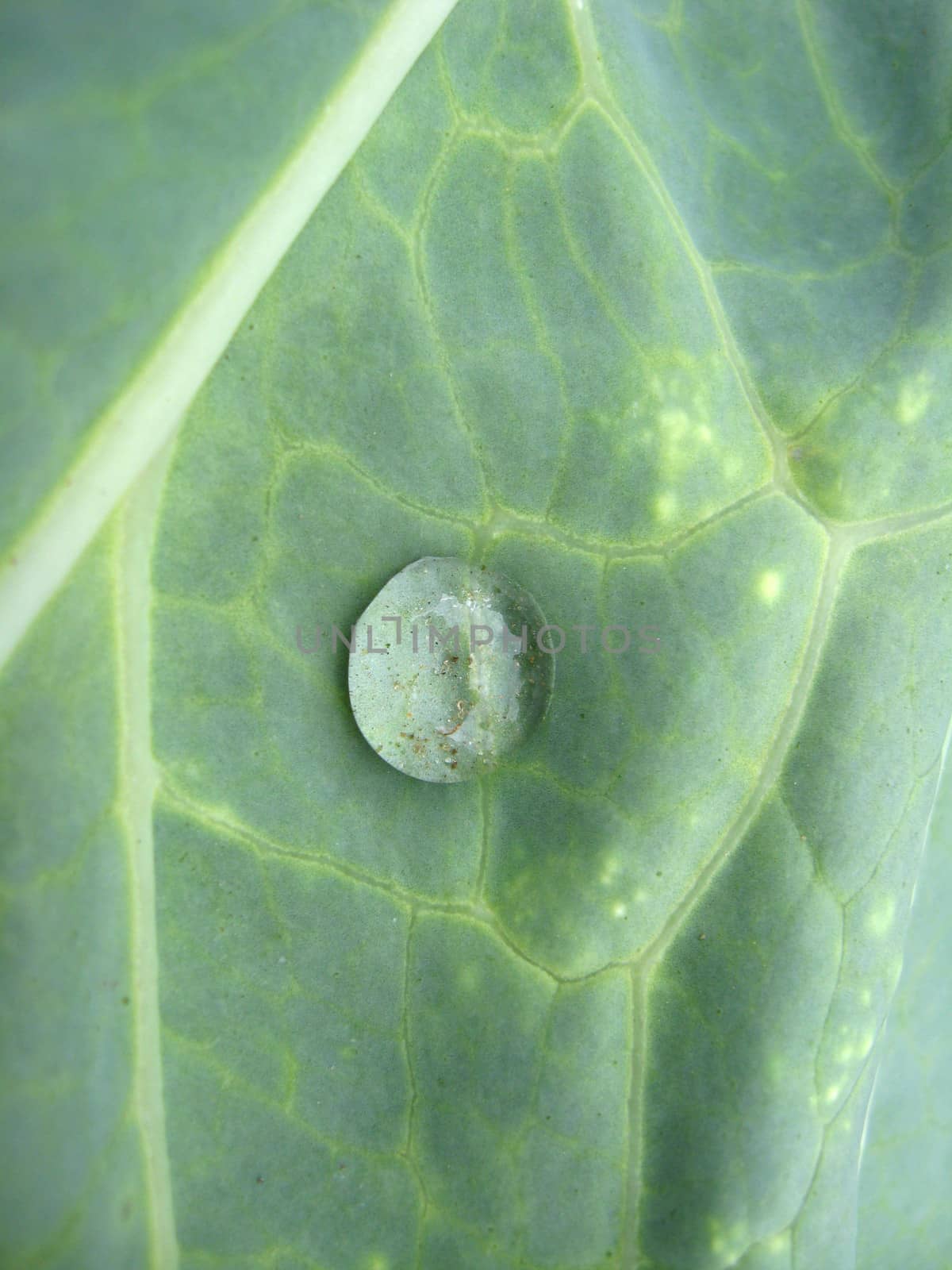 Transparent drop of water on a green leaf of cabbage