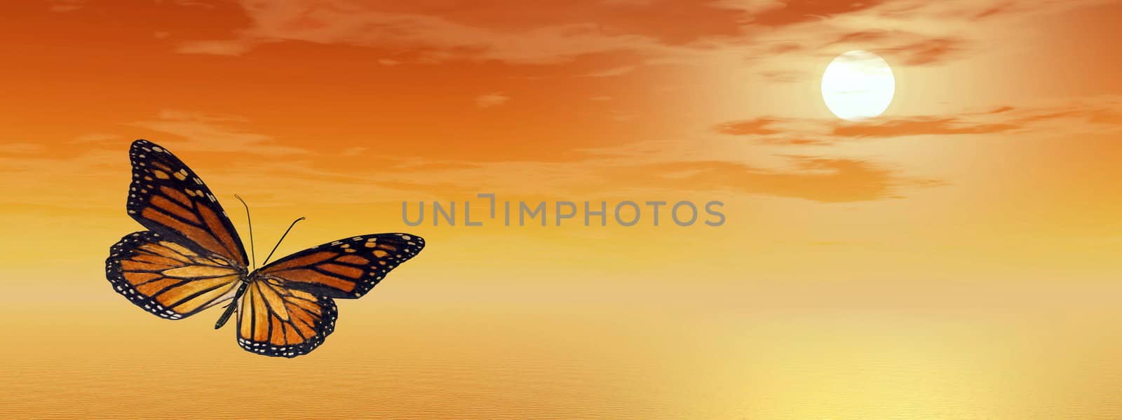 Beautiful monarch butterfly flying upon the ocean by orange sunset