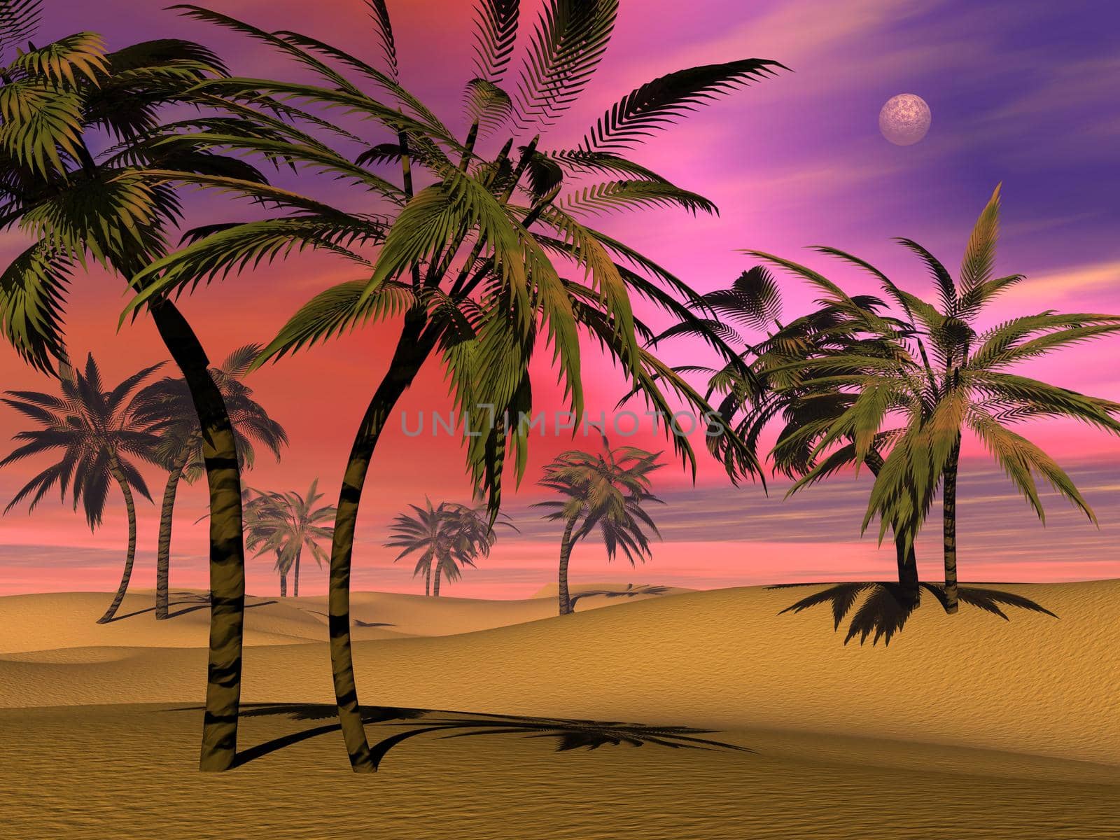 Many palm trees in the desert sand by colorful sunset with full moon