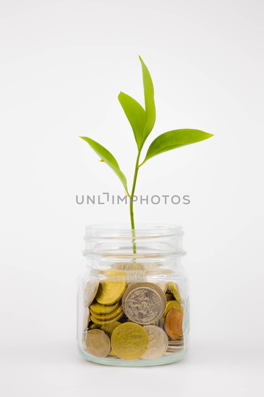 plant and coins in glass jar by vinnstock
