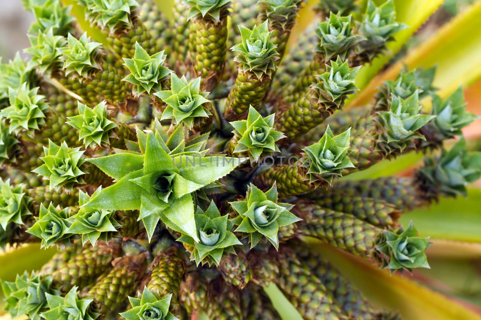 Dwarf Pineapple - 
Ananas nanus - close up
