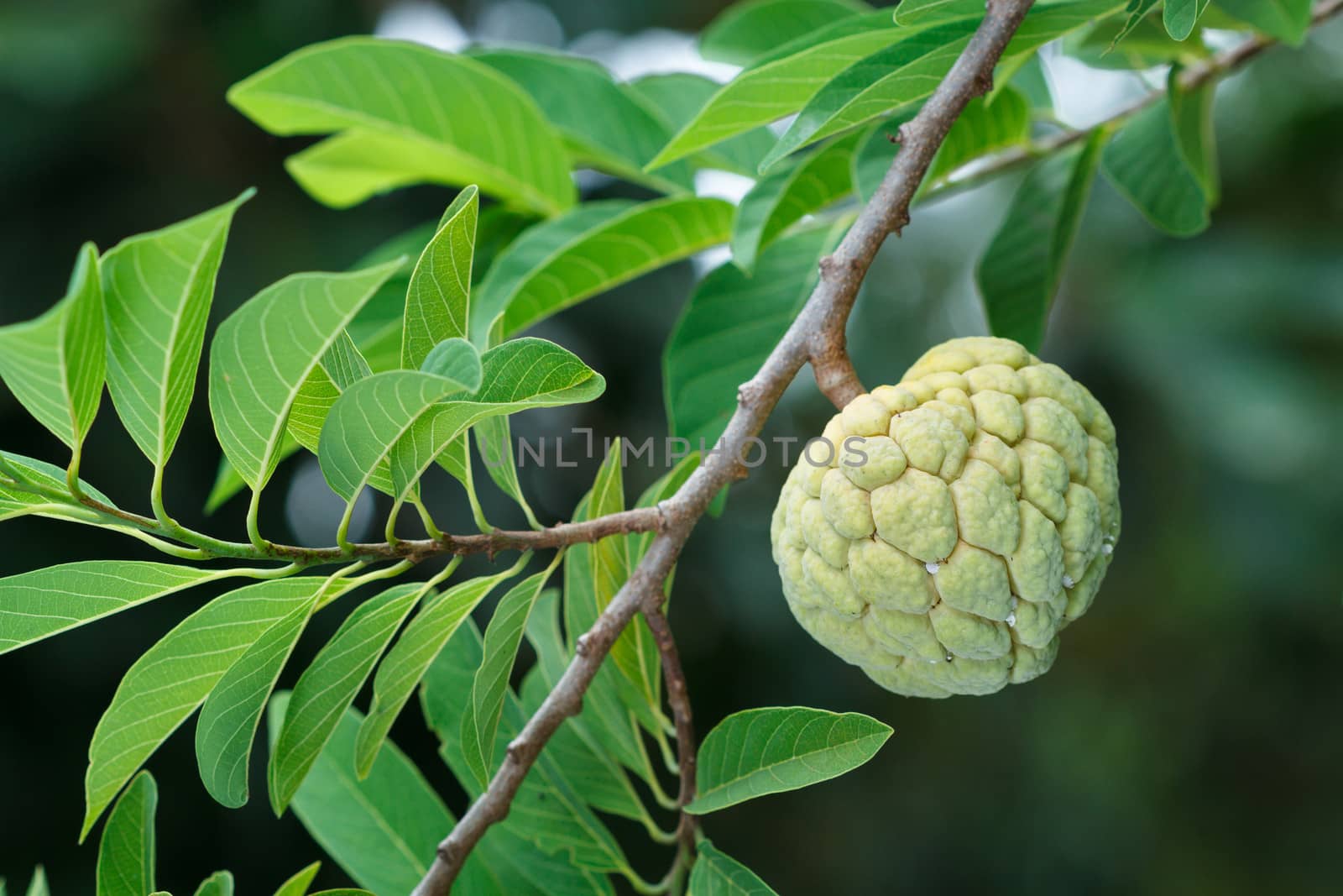 Custard apple on tree in garden