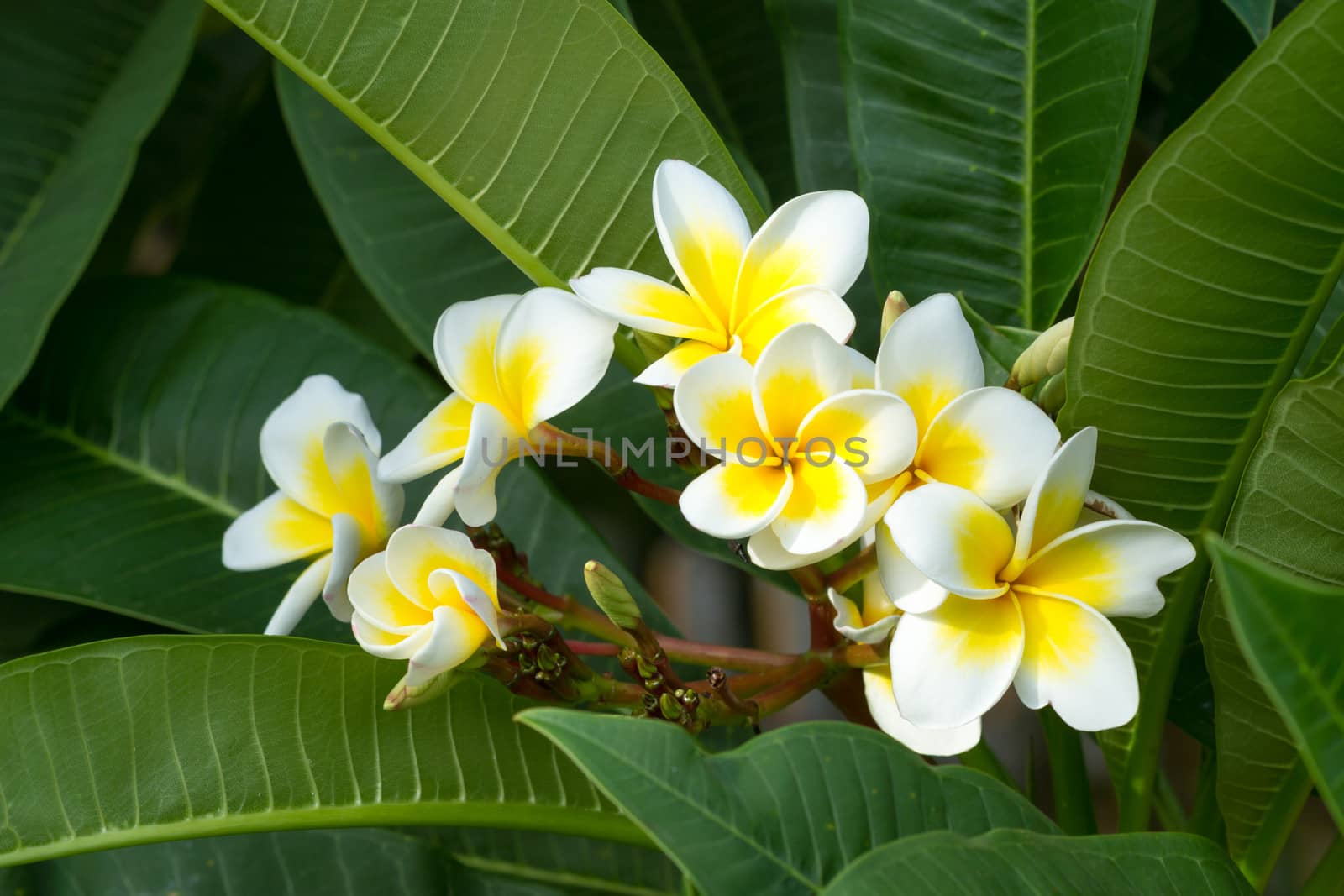 Beautiful white frangipani flowers in tropical garden