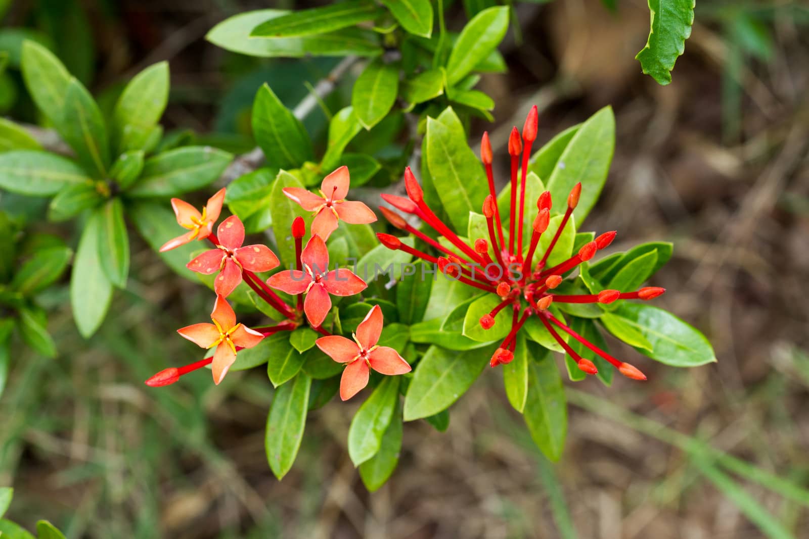 Tropical flowers Red Ixora coccinea (or Jungle Geranium, Flame of the Woods, and Jungle Flame) Blur background
