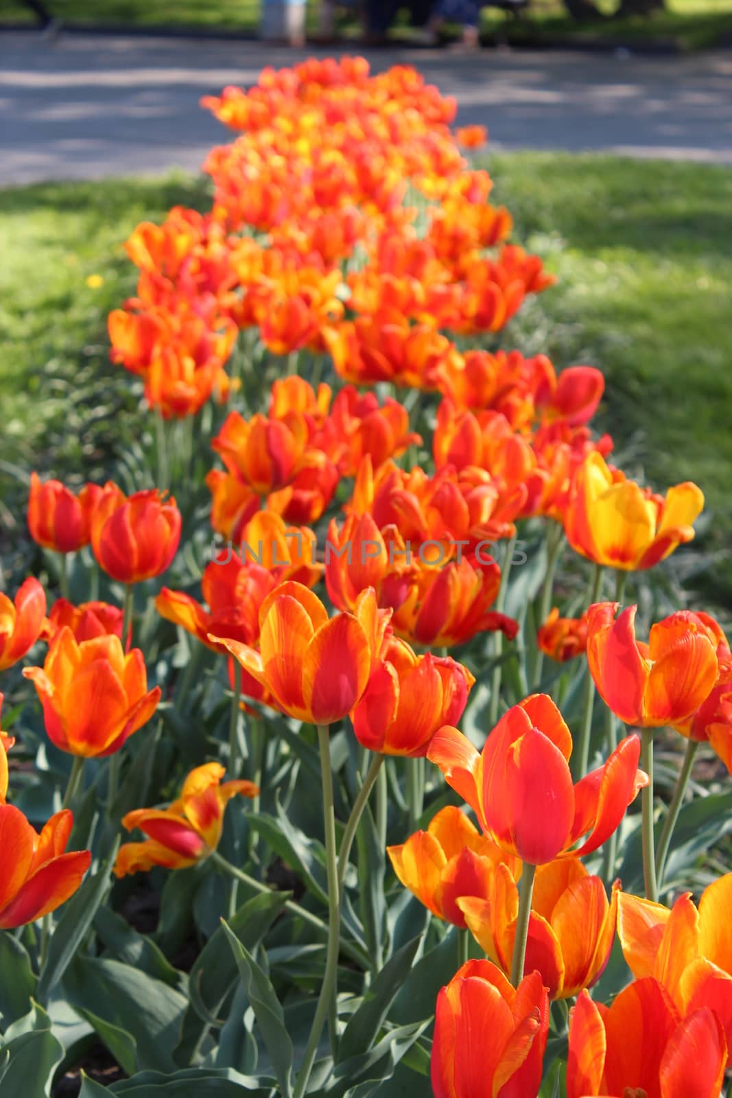 image of orange tulips on the flower-bed