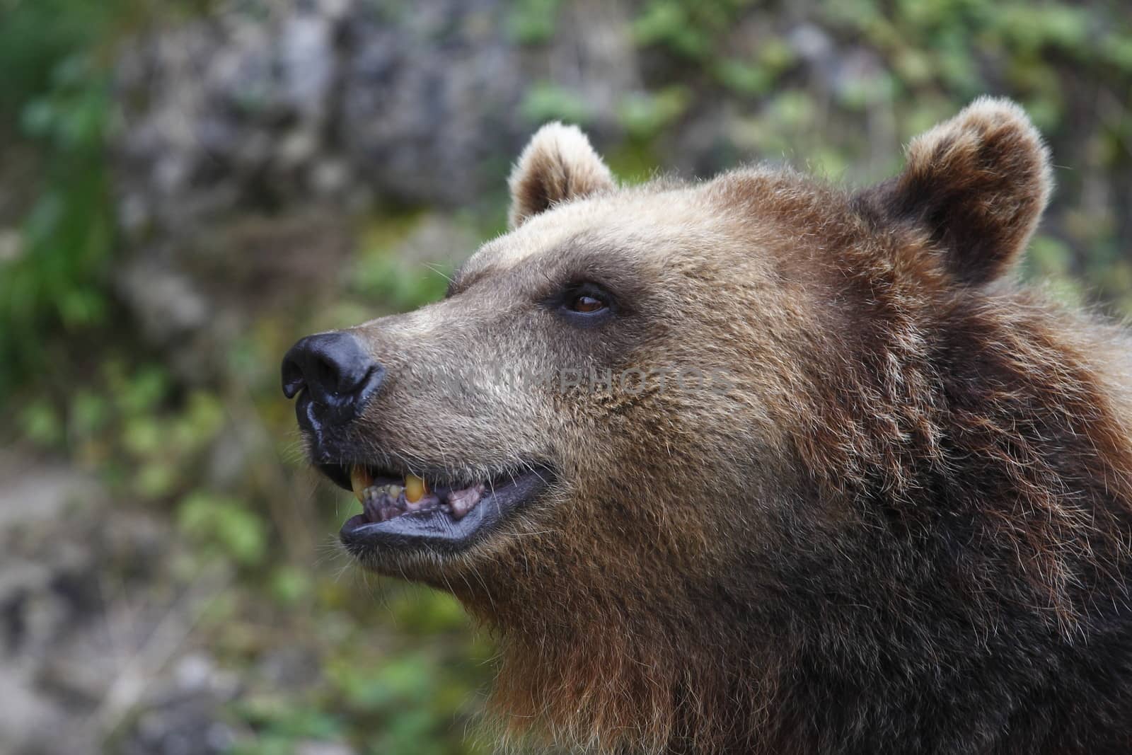 Austria the portrait of one happy smiling bear