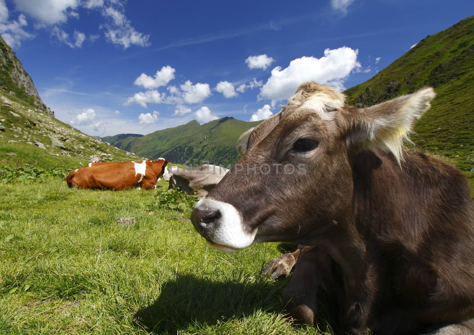 Austria the cows lying on the green grass