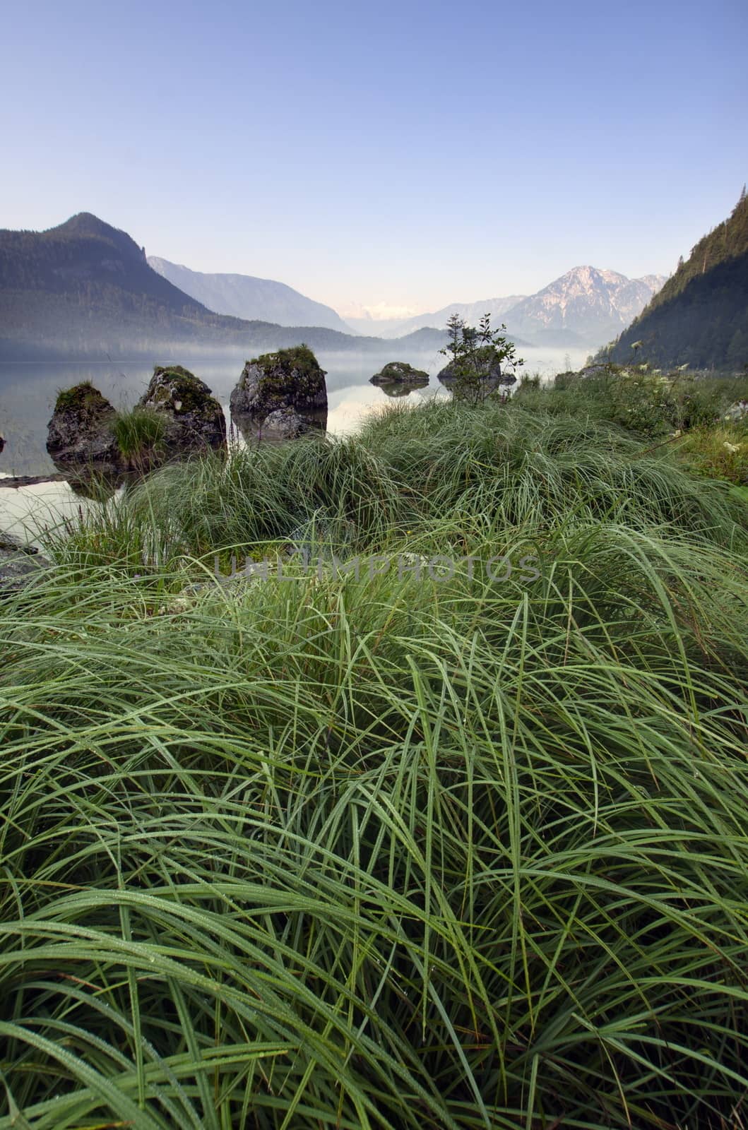 Long green grass with drops of the water